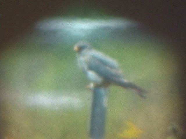 Red-footed Falcon - Stephen Mirick