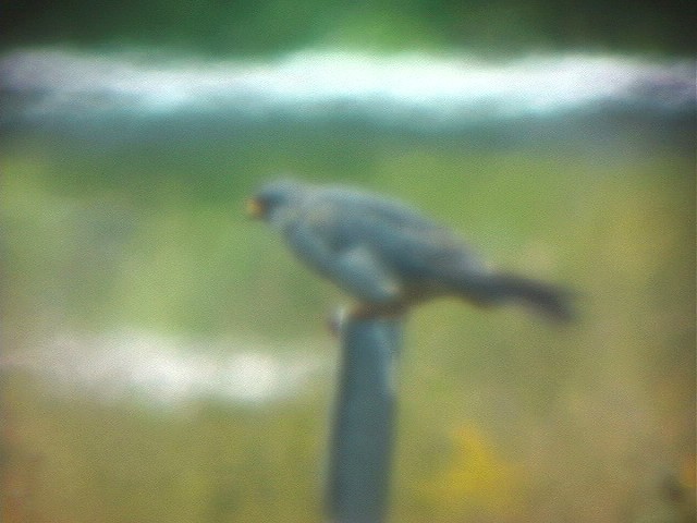 Red-footed Falcon - ML421458741