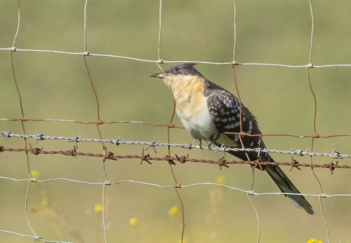 Great Spotted Cuckoo - ML421461801