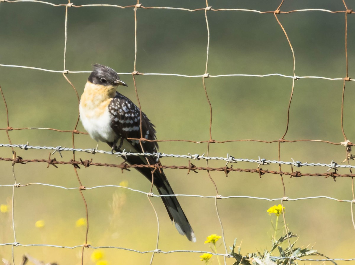 Great Spotted Cuckoo - ML421461811