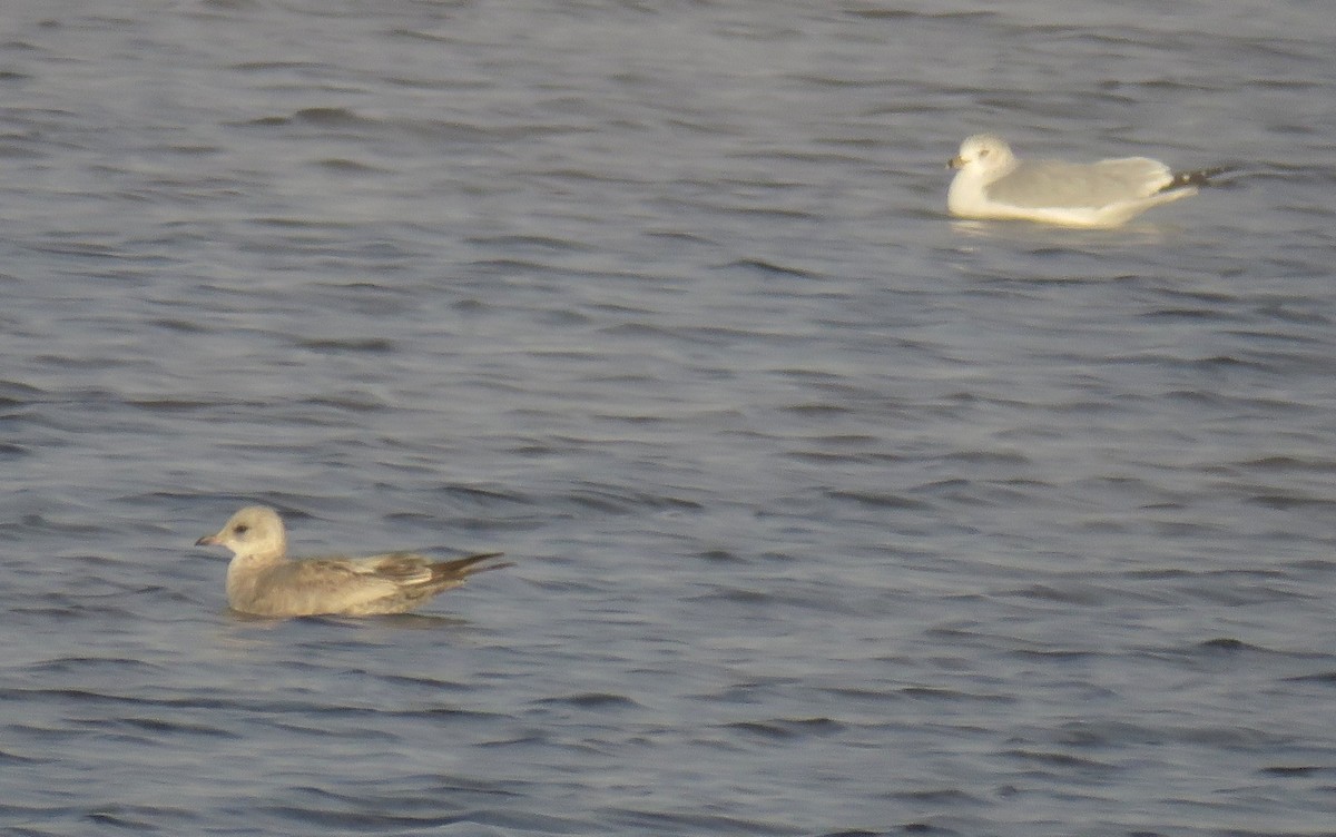 Short-billed Gull - David Dowell