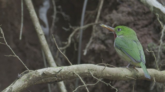 Puerto Rican Tody - ML421462231