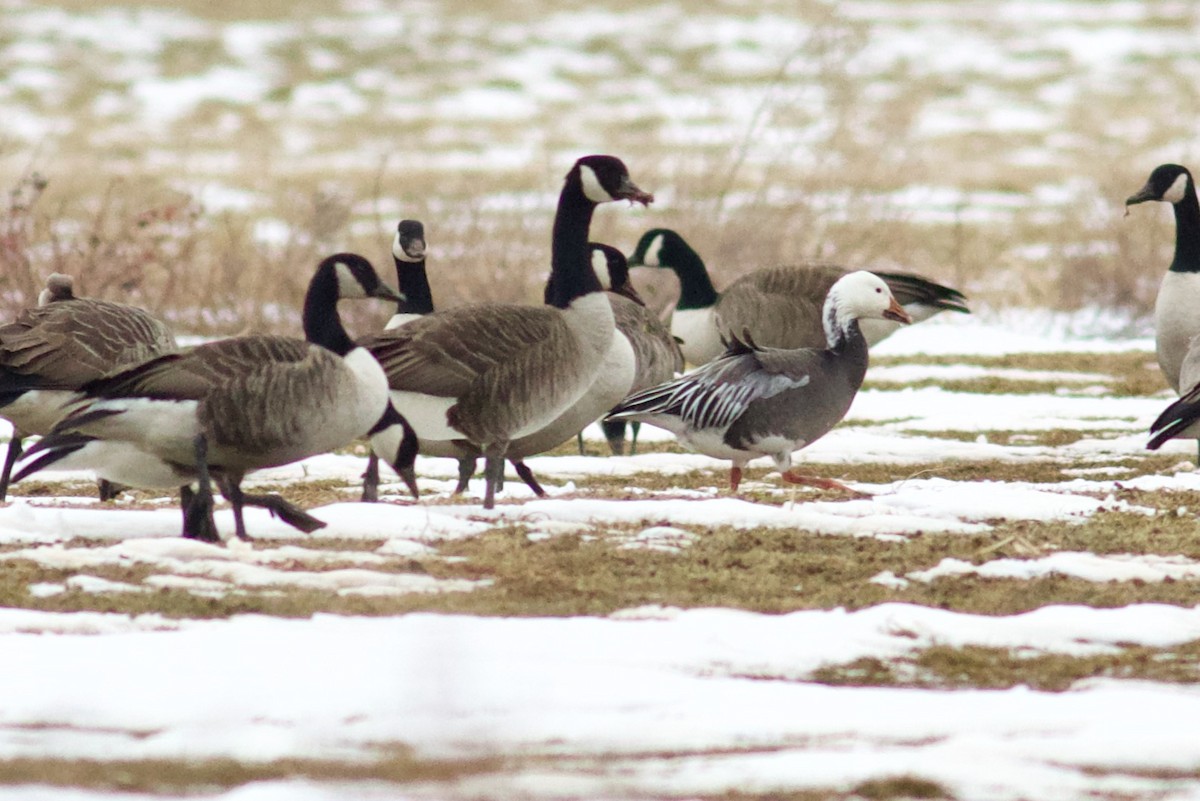 Snow Goose - George Forsyth