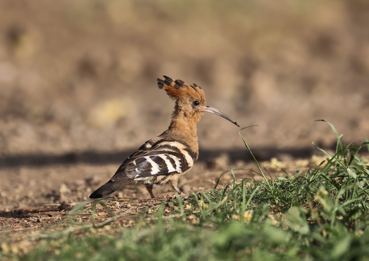 Eurasian Hoopoe (African) - ML421467111