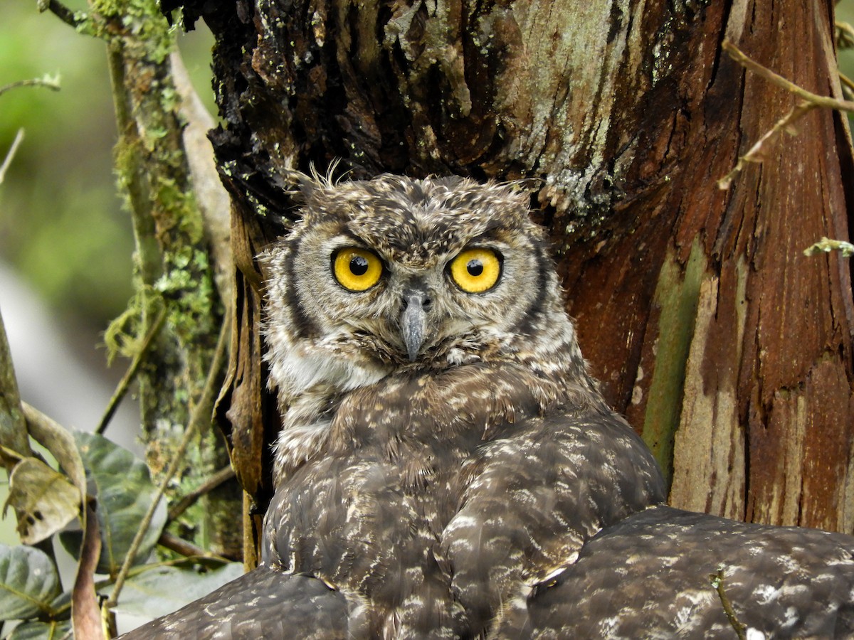 Great Horned Owl - ML421467641