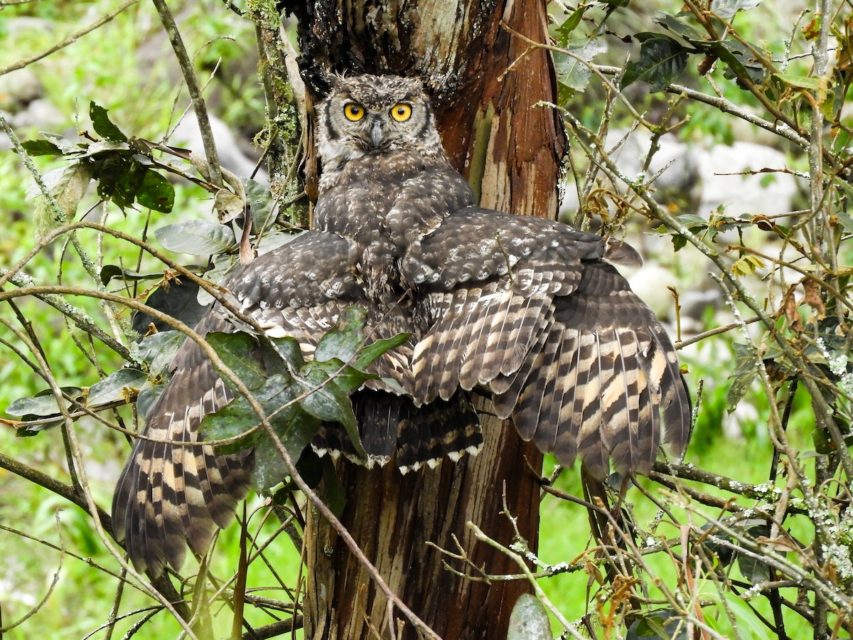 Great Horned Owl - ML421467651