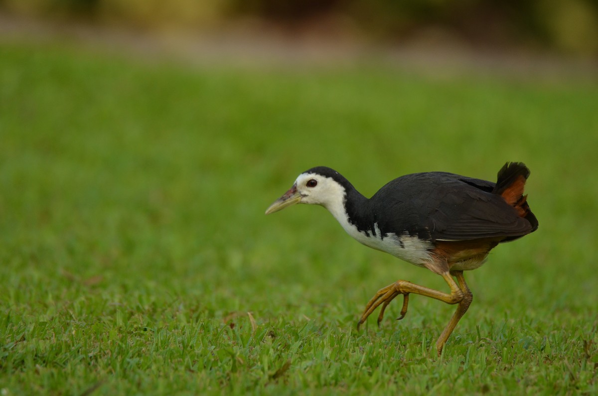 White-breasted Waterhen - ML42147301