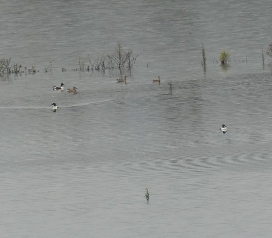 Northern Shoveler - ML421473461