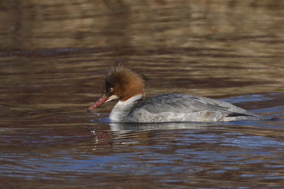 Common Merganser - ML421474791