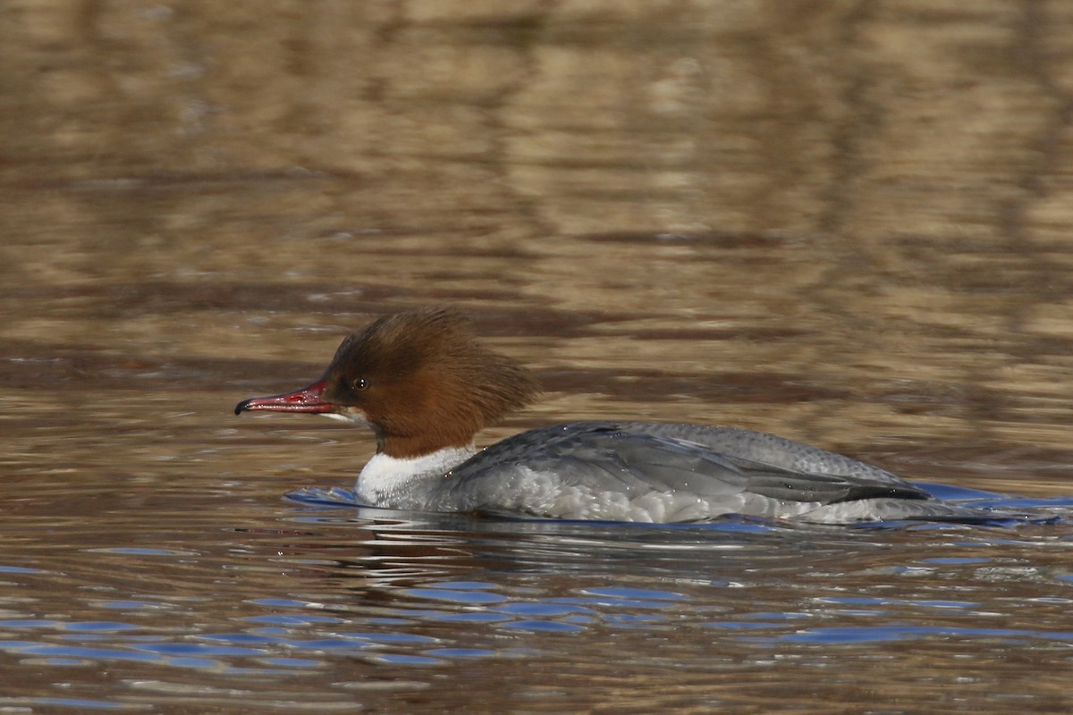 Common Merganser - ML421474841