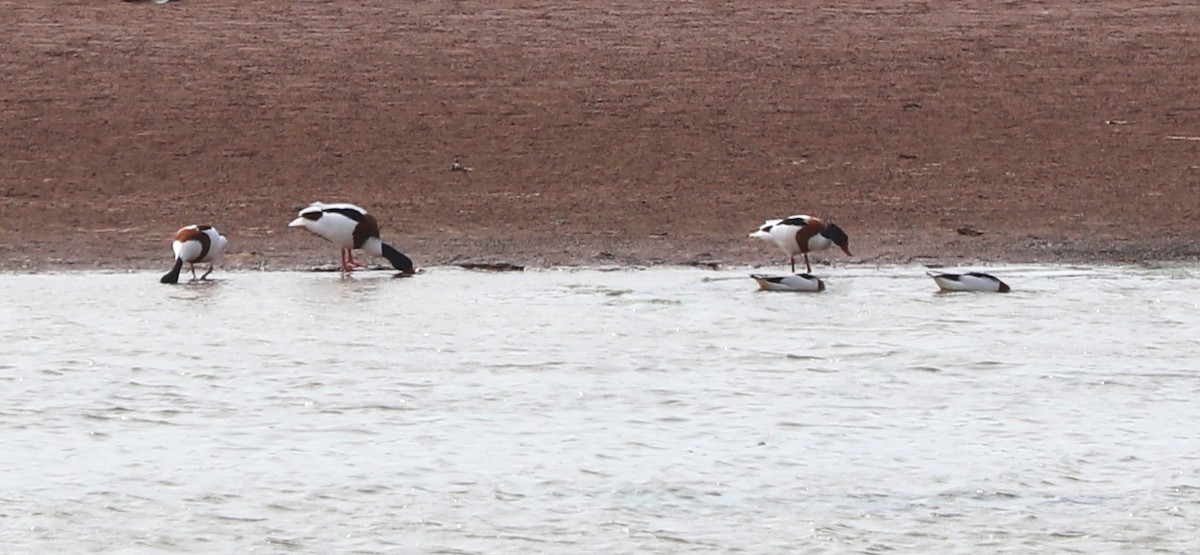 Common Shelduck - Marek Slusarczyk