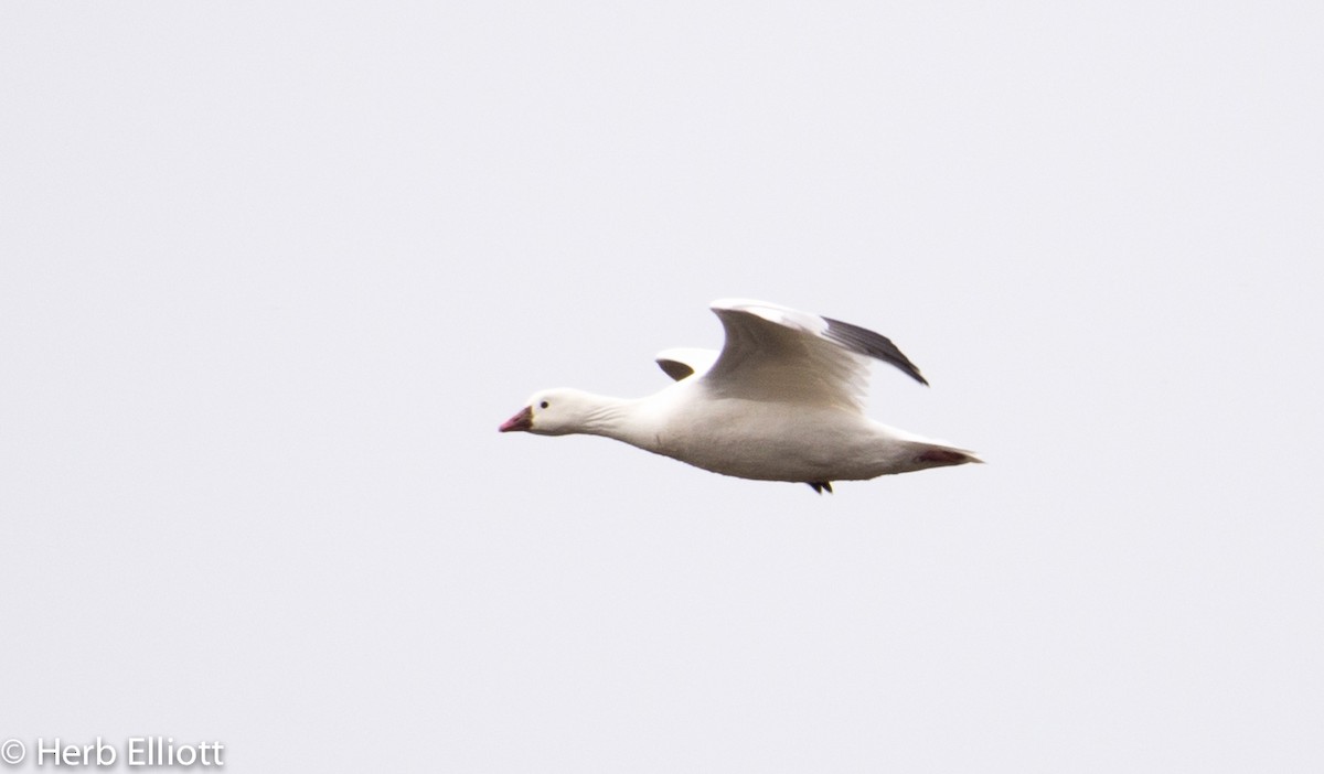 Ross's Goose - ML42147821