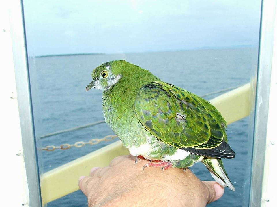 Superb Fruit-Dove - Birding Aboard