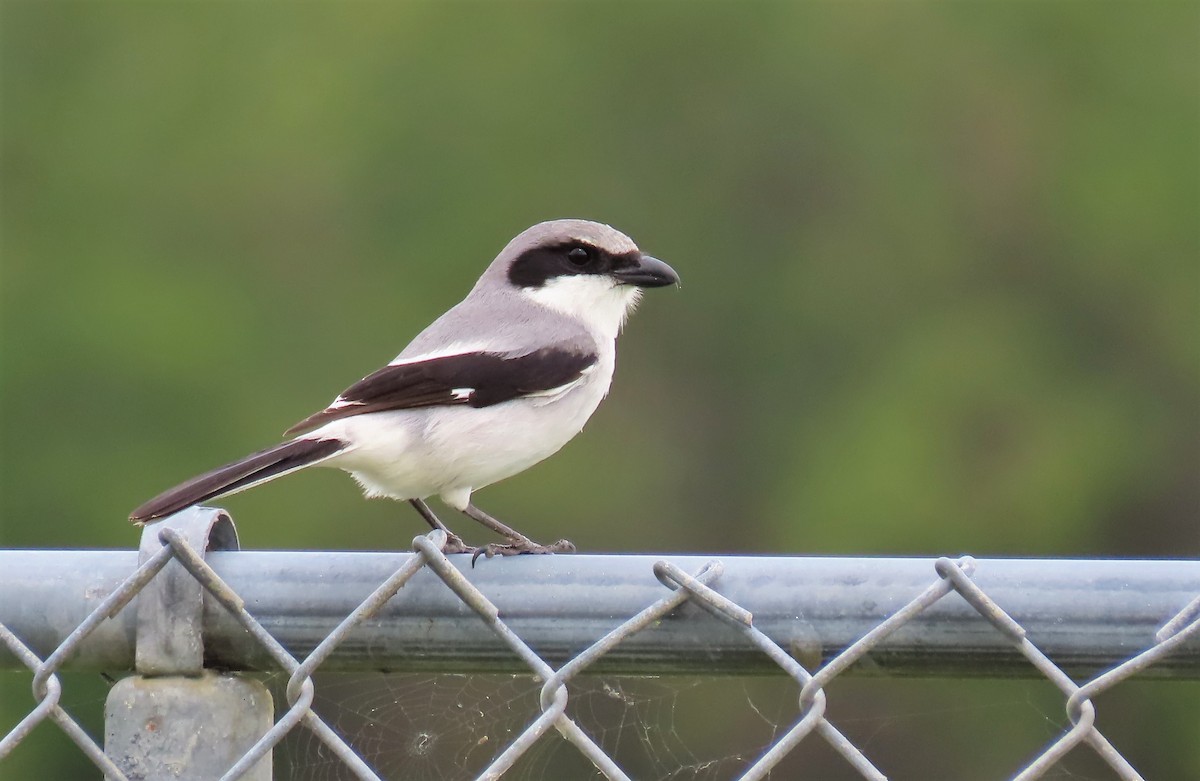 Loggerhead Shrike - ML421480191