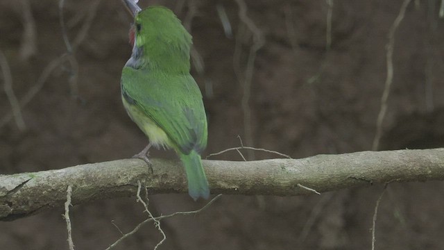 todi portorický - ML421480531