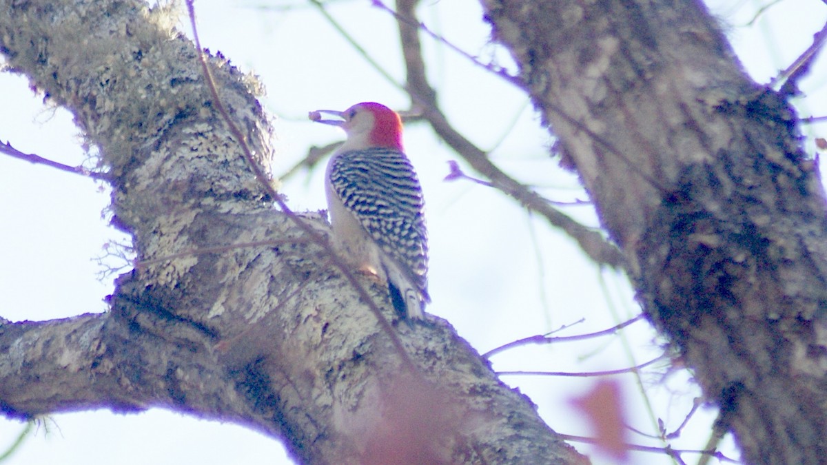 Red-bellied Woodpecker - Steven Biggers