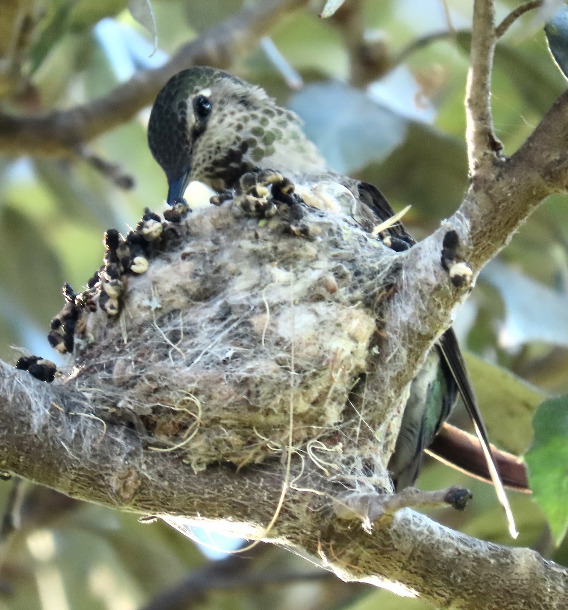 Anna's Hummingbird - ML421481351