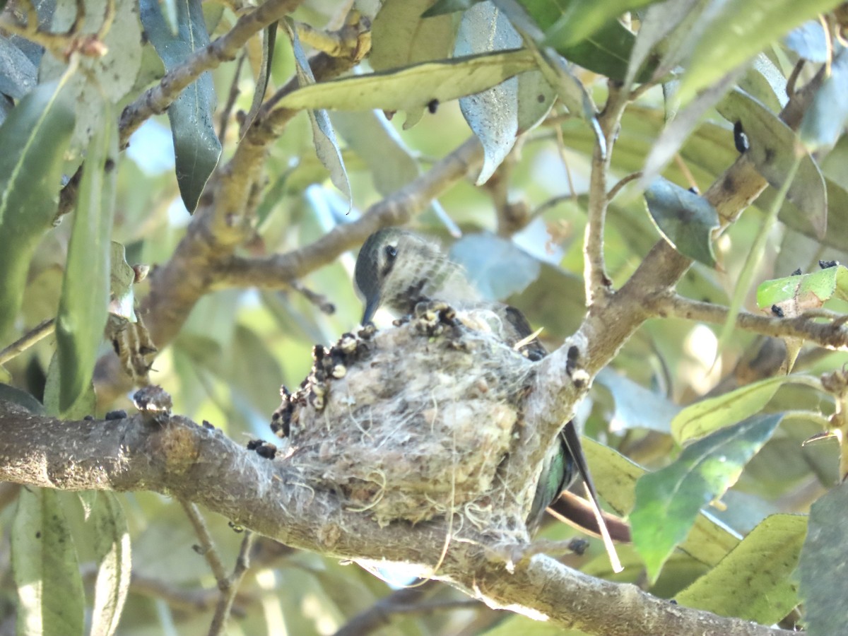 Anna's Hummingbird - ML421481361