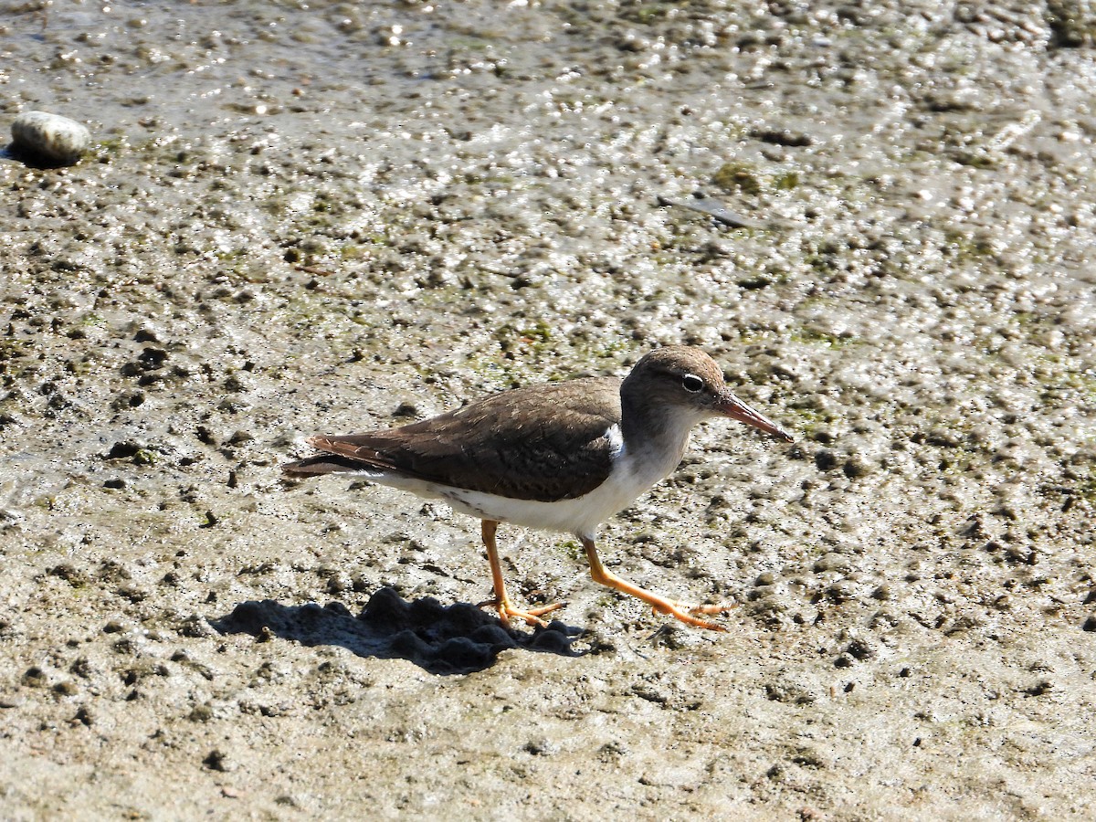 Spotted Sandpiper - ML421481491