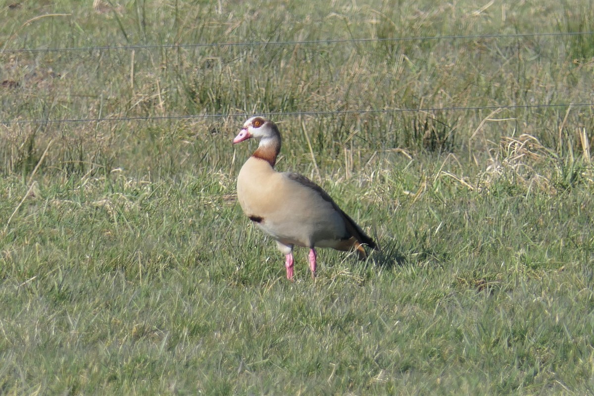 Egyptian Goose - ML421483201