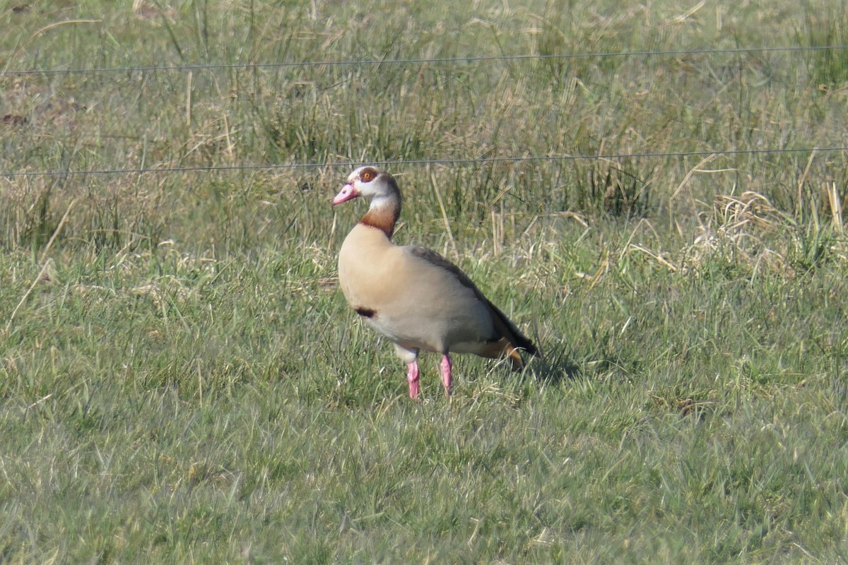 Egyptian Goose - ML421483201