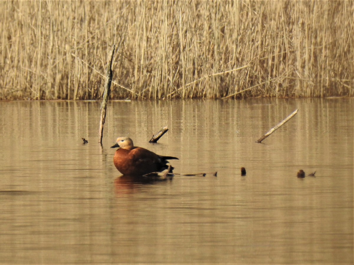 Ruddy Shelduck - ML421484551