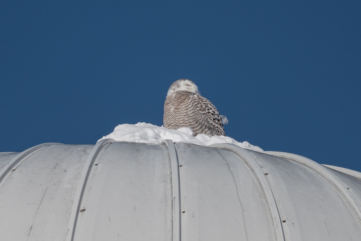 Snowy Owl - ML421485381