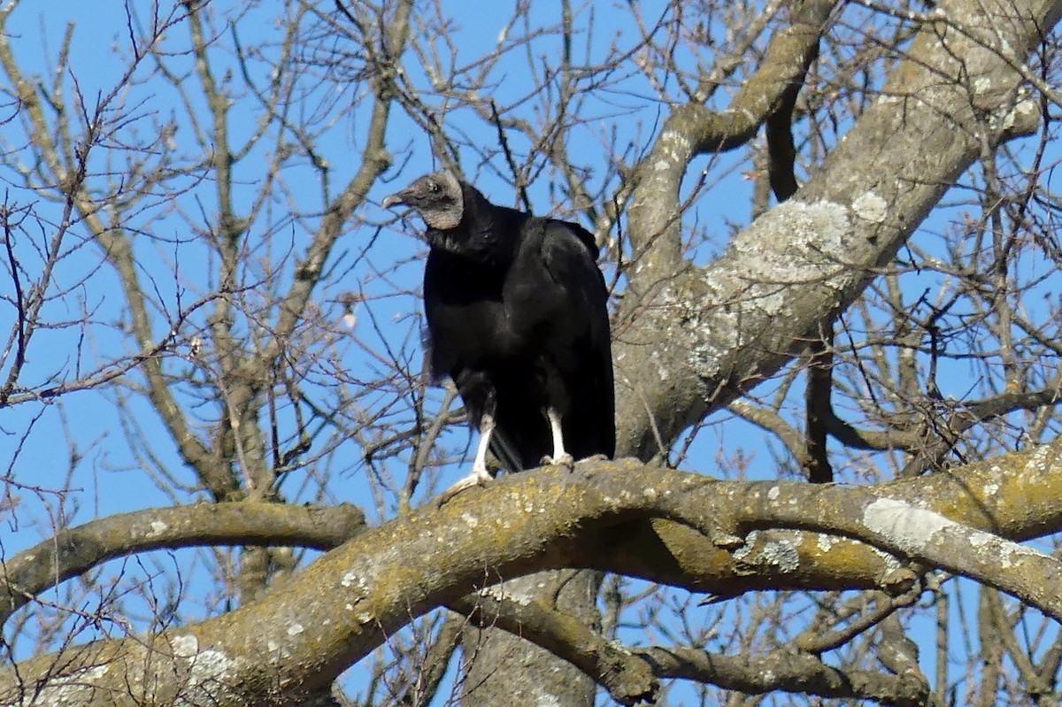 Black Vulture - ML421485731