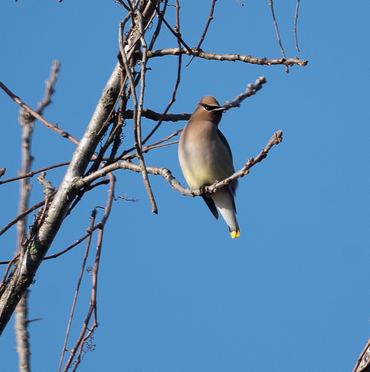 Cedar Waxwing - ML421485931