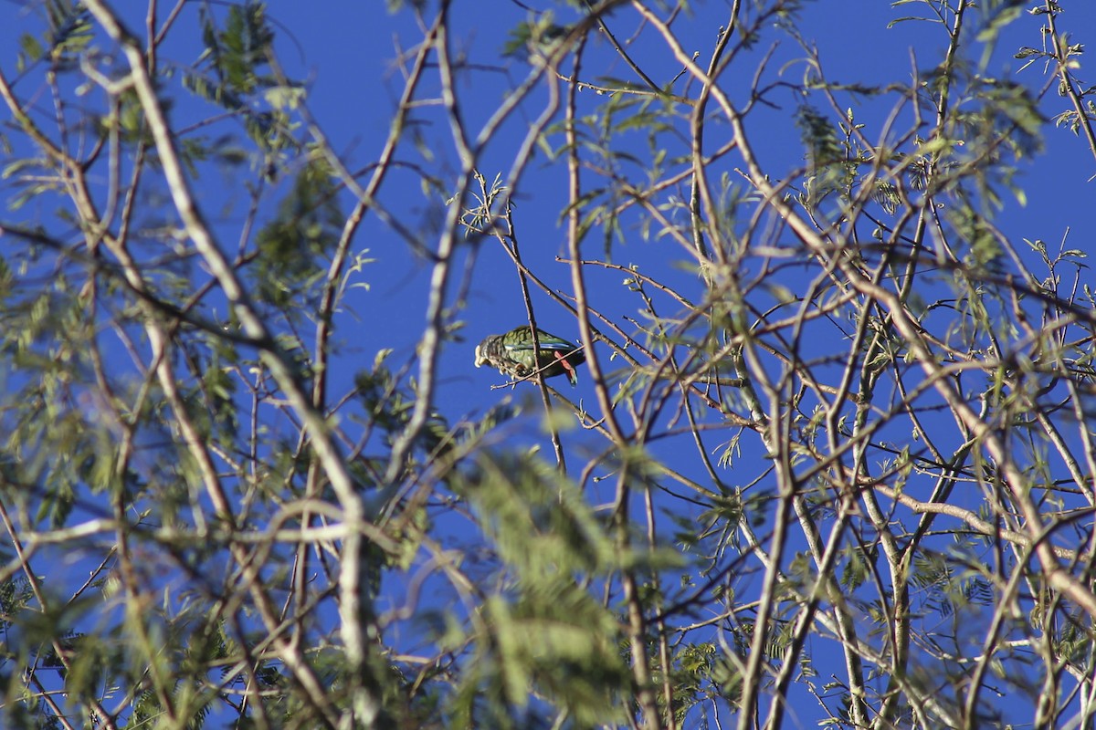 Brown-hooded Parrot - Philip Downey