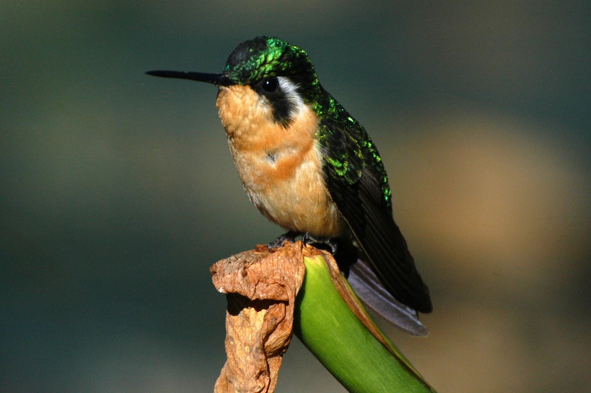 White-throated Mountain-gem - David Lambeth
