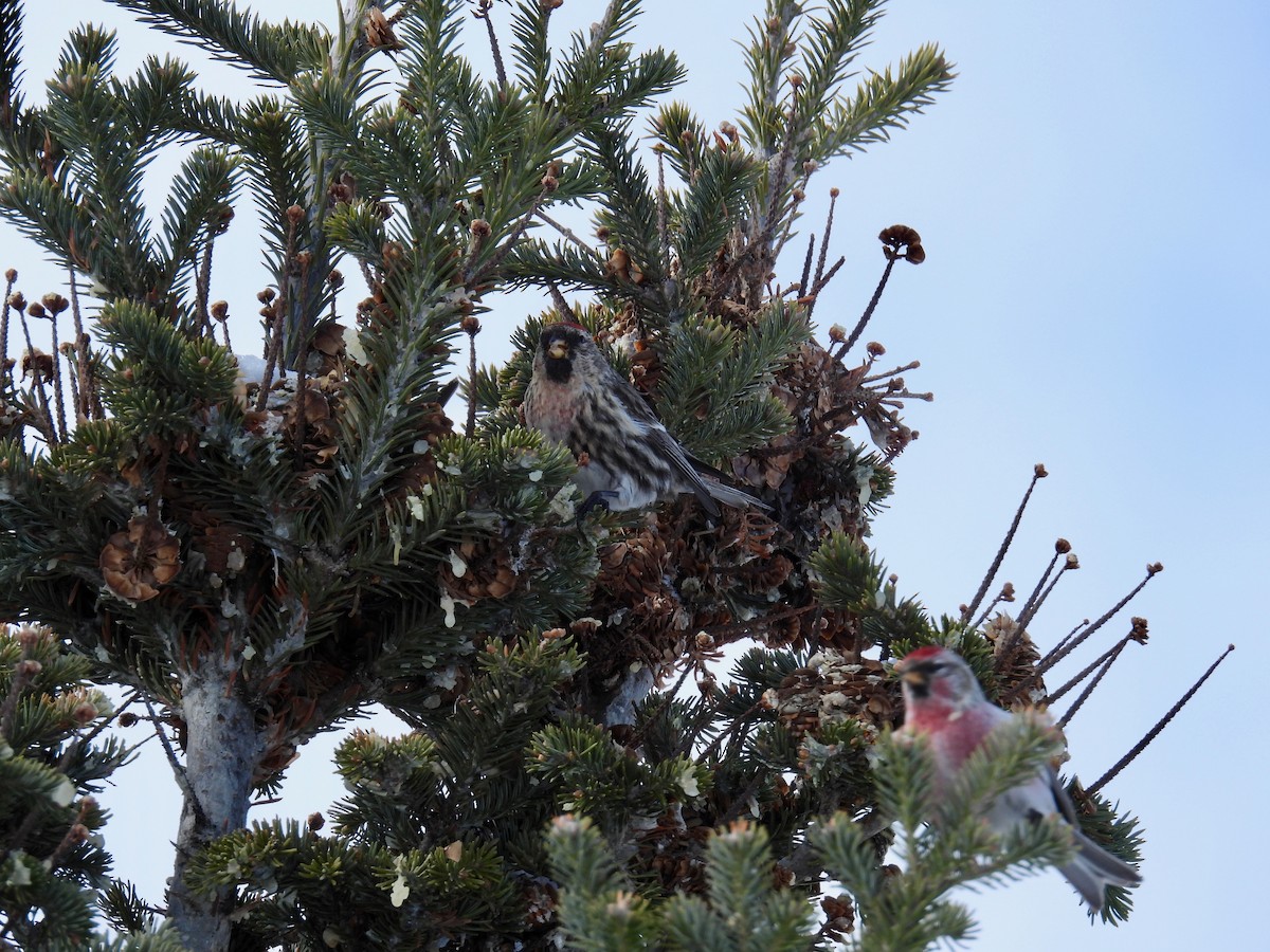 Redpoll (Common) - ML421490491