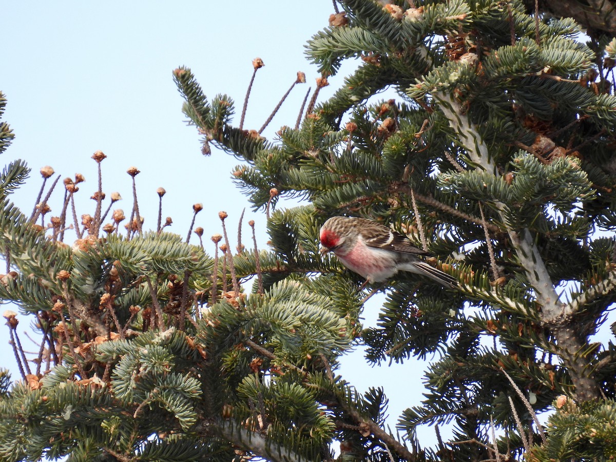 Redpoll (Common) - ML421490531