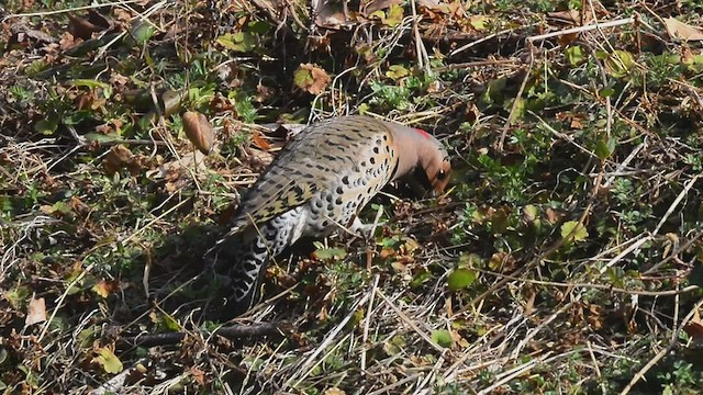 Northern Flicker - ML421490731