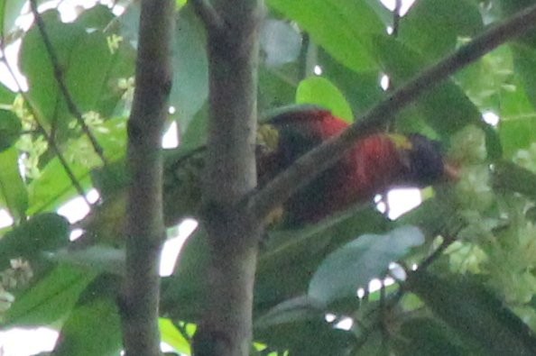 新幾內亞彩虹吸蜜鸚鵡 - ML42149121