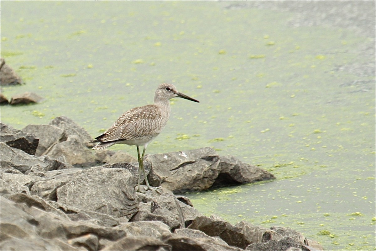 Willet - W. Douglas Robinson