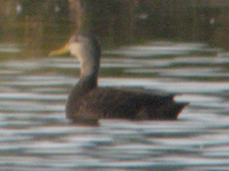 American Black Duck - ML42149291