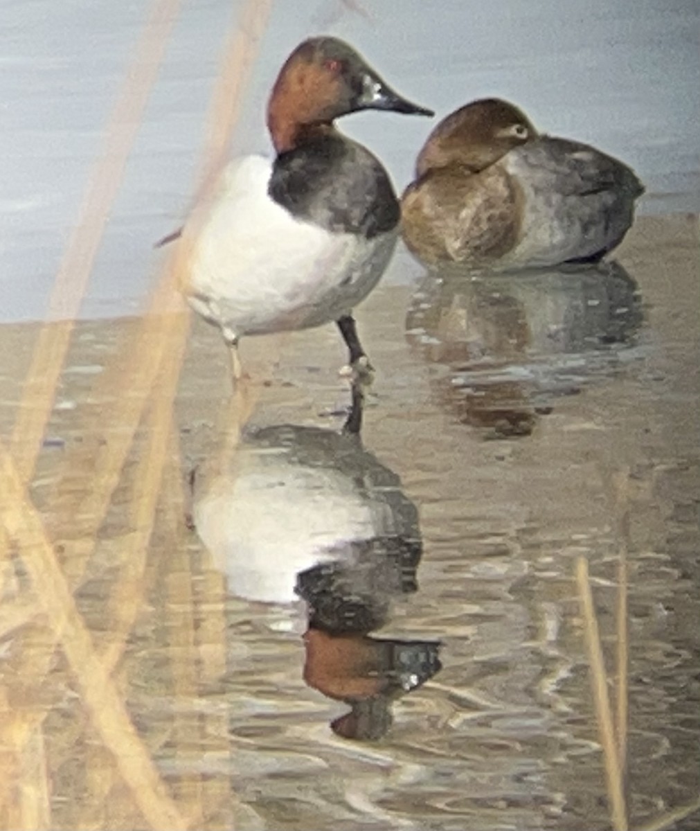 Canvasback - ML421497091