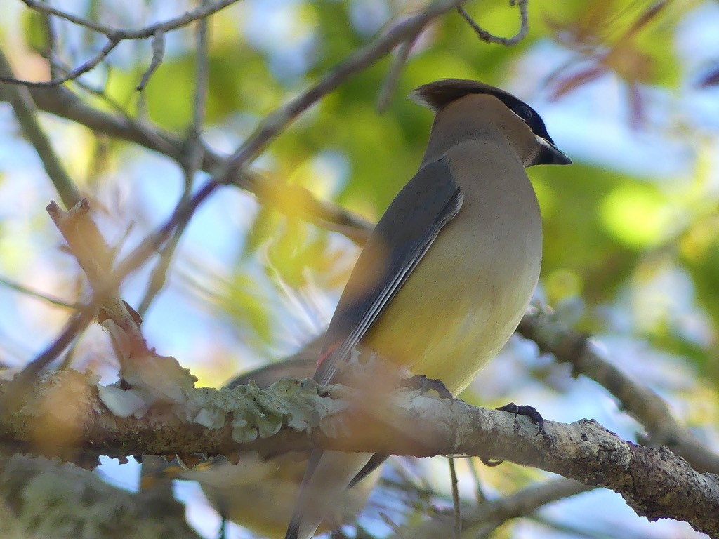 Cedar Waxwing - ML421497231