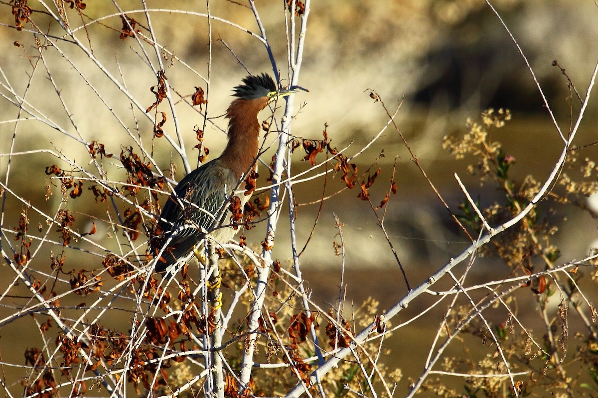 Green Heron - ML42149731