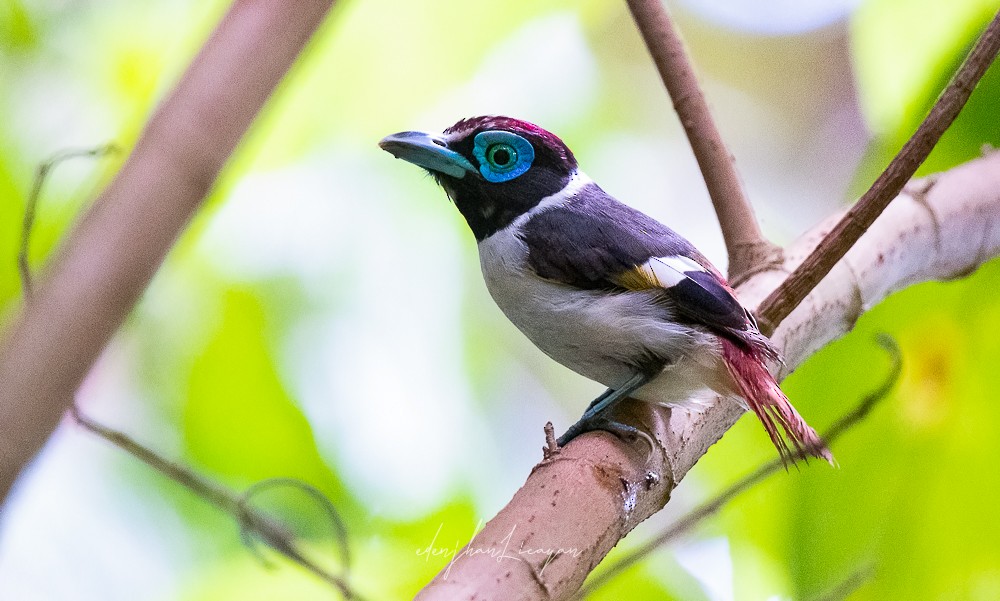 Wattled Broadbill - ML421499741