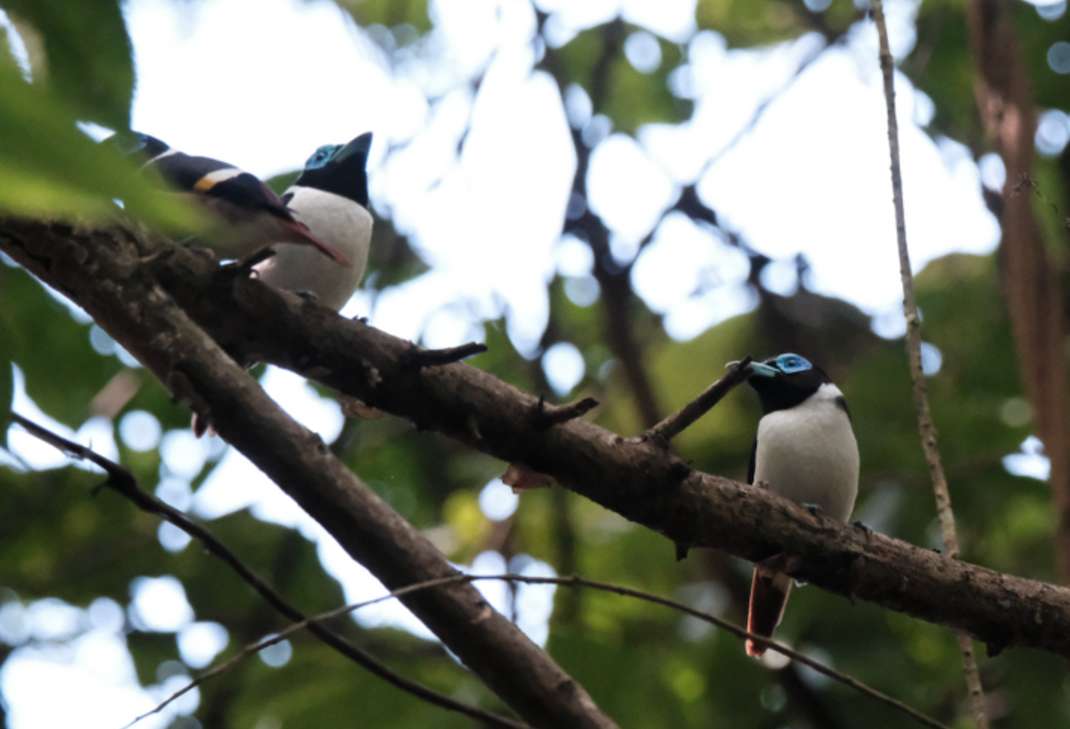 Wattled Broadbill - ML421499881