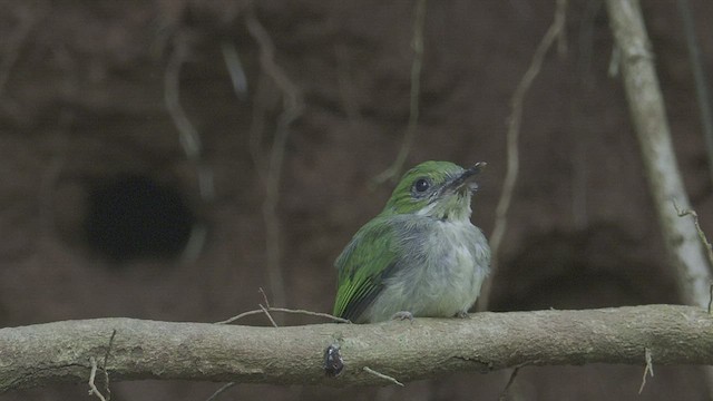 todi portorický - ML421500391