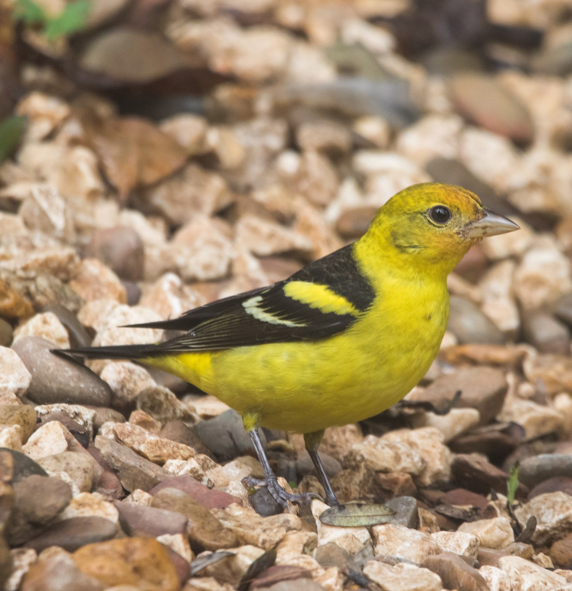 Western Tanager - ML421502031