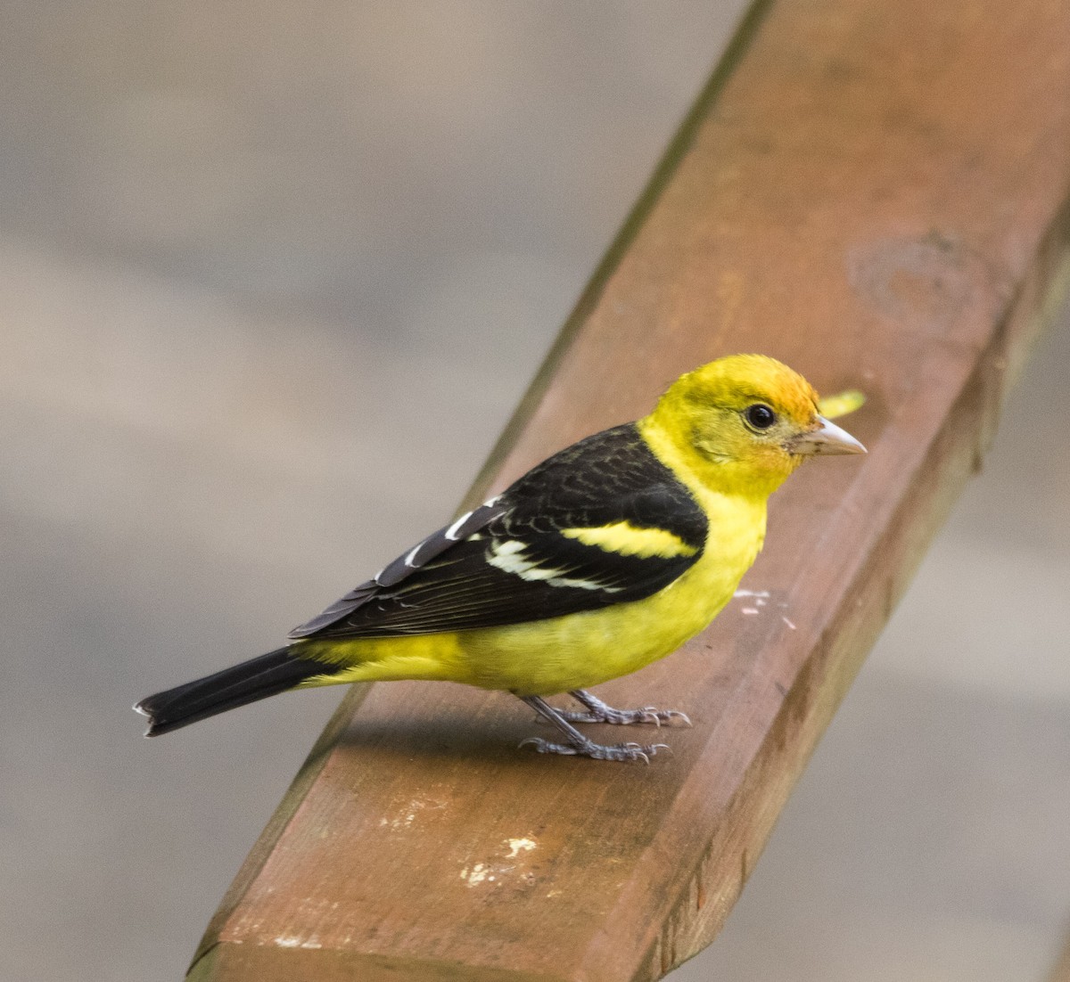 Western Tanager - ML421502291