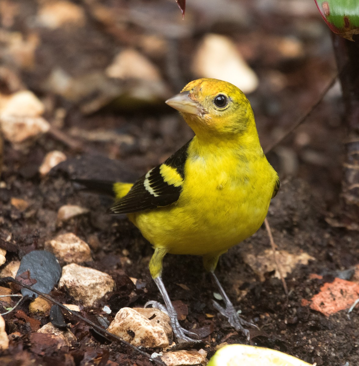 Western Tanager - ML421503071