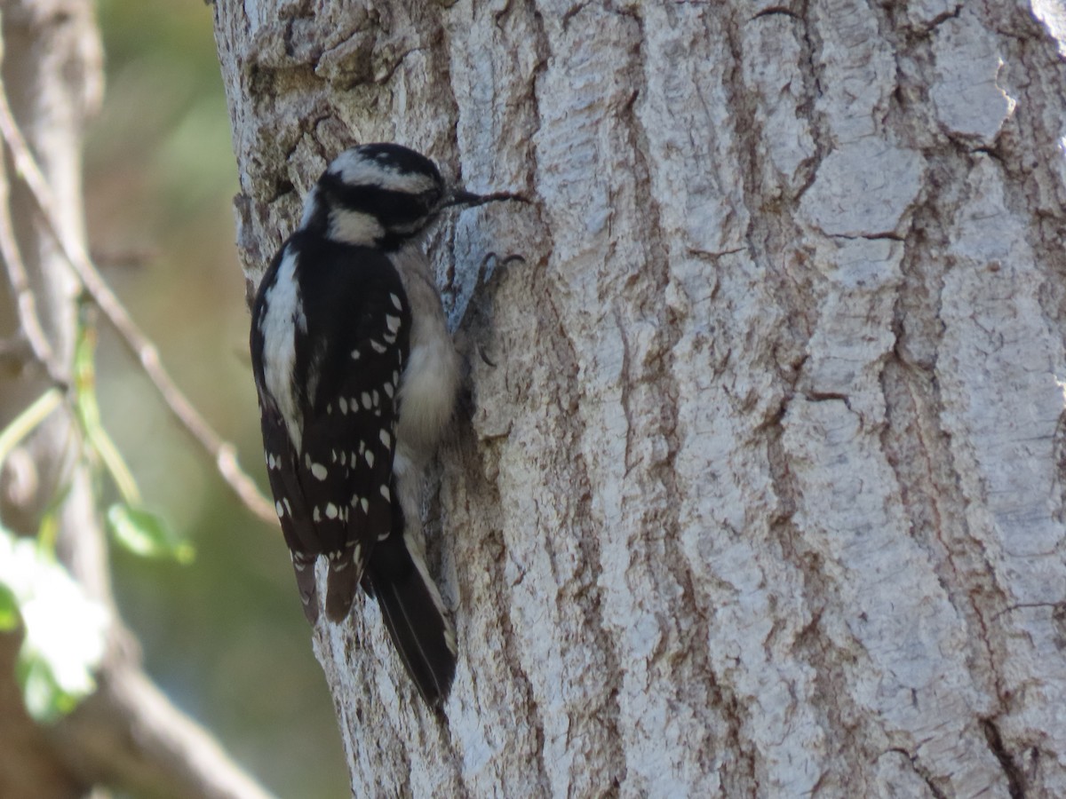 Downy Woodpecker - ML421504851