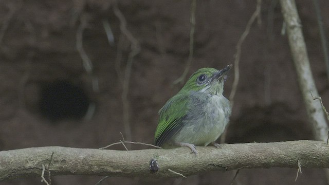 todi portorický - ML421505041