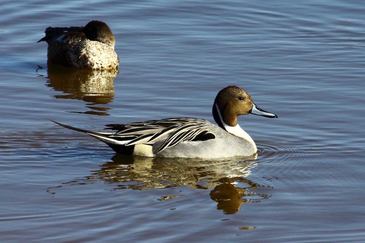 Northern Pintail - gord smith