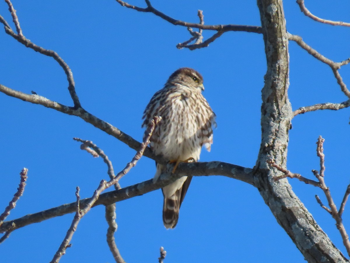 Merlin - ML421505351